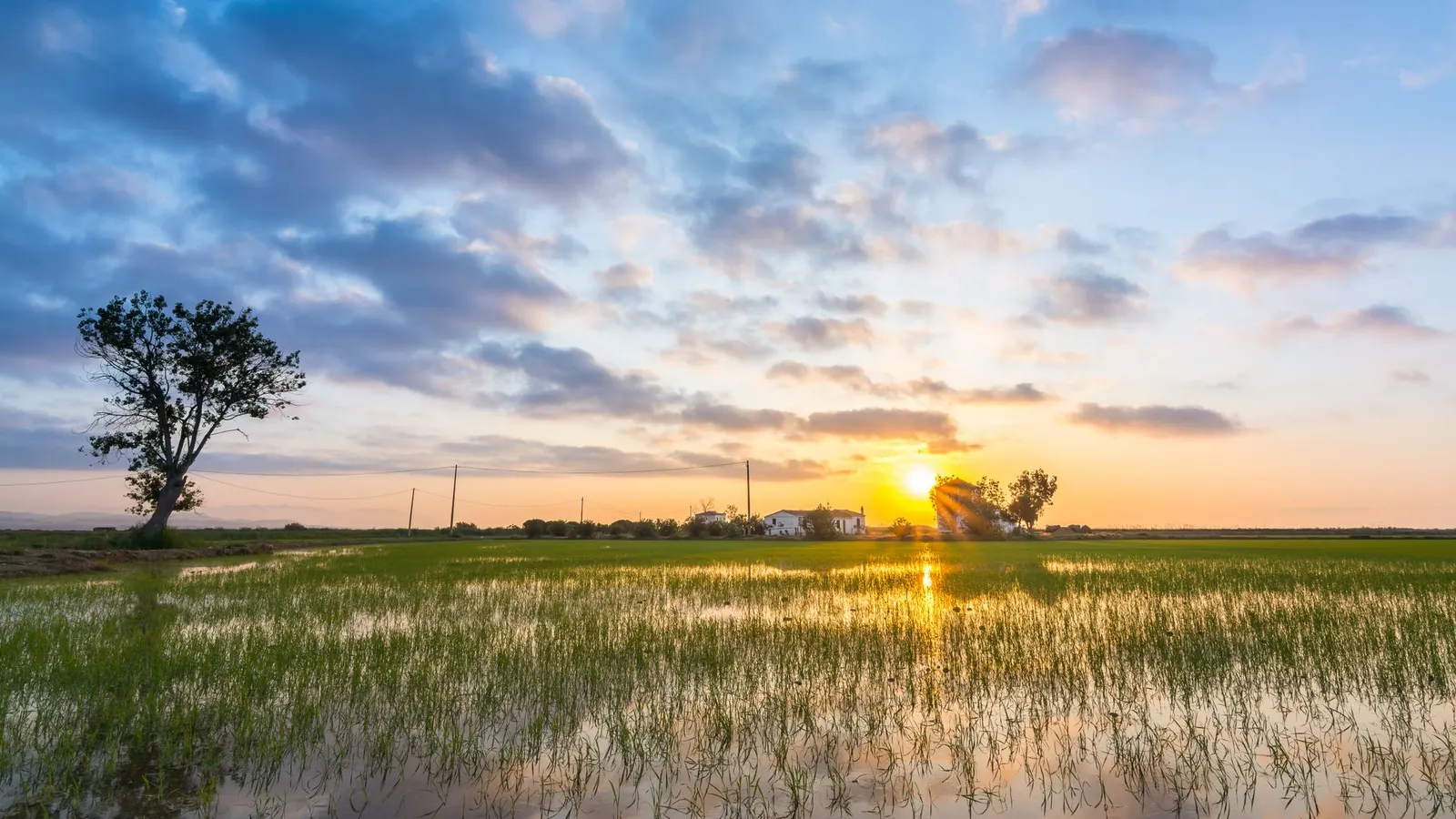 Amanecer sobre un arrozal inundado del Delta de l'Ebre, con una casa de campo al fondo